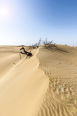 포토 JPG 해외이미지 나무 지구 모래 여행 백그라운드 오렌지 중동 아프리카 자연 하늘 건조 풍경 사람없음 빨간색 파란색 관광지 글로벌 태양 환경 맑음 사막 죽음 뜨거움 황무지 땅 모래언덕 가뭄 지구온난화 내추럴 아랍에미리트 기후변화 두바이 이슈 재앙 카피스페이스 해외포토 자연요소 식물 나라 컬러 과일 날씨 공백 변화 언덕 생태계 파일형식 이미지허브