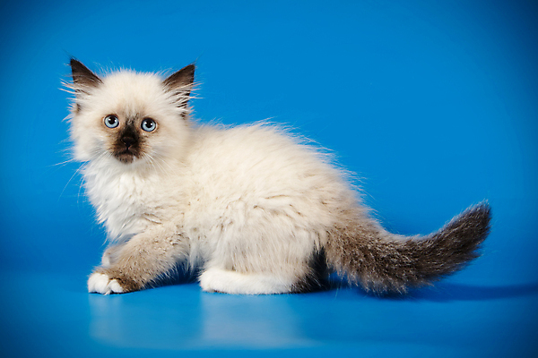 포토 JPG 해외이미지 한마리 사람없음 파란색 반려동물 고양이 네바마스커레이드 해외포토 동물 1 컬러 포유류 파일형식 이미지허브