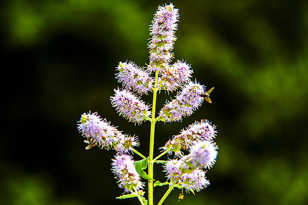 포토 JPG 해외이미지 식물 꽃 음식 분홍색 백그라운드 잎 꽃무늬 재료 자연 건강 사람없음 초록색 여름 정원 벚꽃 흰색 신선 개화 약초 민트 허브 제비꽃 향신료 유기농 아로마 향 라일락 내추럴 고립 영원 스피아민트 해외포토 웰빙 계절 컬러 무늬 풀_식물 생태계 향미료 파일형식 이미지허브