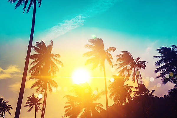 포토 JPG 해외이미지 하늘 사람없음 야외 여름 야자수 햇빛 일몰 여름풍경 야간 빛망울 해외포토 자연요소 나무 계절 풍경 빛 태양 노을 파일형식 여름_계절 이미지허브