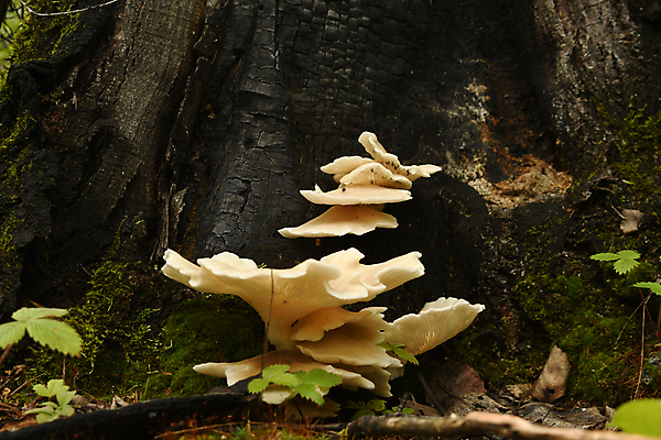 포토 JPG 해외이미지 식물 자연 씨앗 사람없음 버섯 가을 숲 그물버섯 해외포토 계절 생태계 파일형식 이미지허브