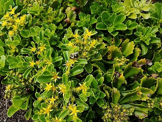 포토 JPG 해외이미지 식물 꽃잎 꽃 곤충 잎 날개 자연 사람없음 야외 초록색 노란색 봄 벚꽃 개화 벌 해외포토 동물 계절 컬러 생태계 파일형식 이미지허브