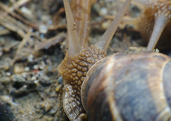 포토 JPG 해외이미지 주간 한마리 근접촬영 사람없음 야외 아웃포커스 머리 더듬이 해외포토 자연요소 1 뷰포인트 촬영기법 신체부위 파일형식 이미지허브