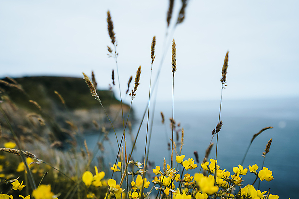 포토 JPG 해외이미지 구름 라이프스타일 꽃 모래 파도 바다 여행 꽃무늬 자연 하늘 휴가 영국 잉글랜드 풍경 사람없음 물 여름 파란색 햇빛 태양 걷기 수영 봄 하이킹 시골 신선 보트 서핑 가장자리 요크셔테리어 내추럴 해외포토 자연요소 식물 계절 유럽 컬러 무늬 배_교통 모션 레저 생활 수상스포츠 둘레 테리어 생태계 파일형식 이미지허브