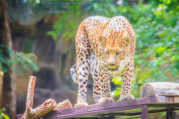 포토 JPG 해외이미지 주간 한마리 응시 야생동물 잎 아프리카 자연 동물원 사람없음 야외 아웃포커스 분노 나뭇가지 맹수 표범 해외포토 자연요소 나무 식물 동물 1 시선 감정 나라 포유류 촬영기법 생태계 파일형식 이미지허브