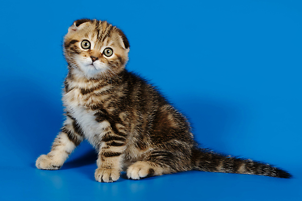 포토 JPG 해외이미지 한마리 응시 새끼 실내 앉기 사람없음 반려동물 귀여움 고양이 파란배경 스코티시폴드 반려묘 해외포토 동물 1 시선 백그라운드 컨셉 포유류 모션 내부 파란색 파일형식 이미지허브