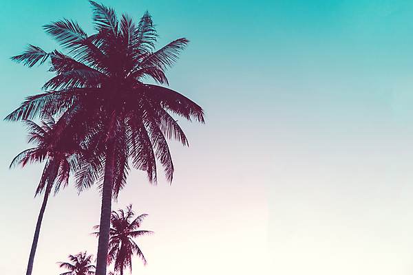 포토 JPG 해외이미지 주간 실루엣 하늘 사람없음 야외 여름 야자수 여름풍경 해외포토 자연요소 나무 계절 촬영기법 풍경 파일형식 여름_계절 이미지허브