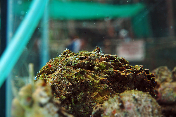 포토 JPG 해외이미지 아시아 모래 바다 여행 자연 조개 생물 사람없음 야외 물 수중 놀이방 껍질 수족관 타운 거인 해외포토 자연요소 나라 어패류 도시 생태계 파일형식 이미지허브