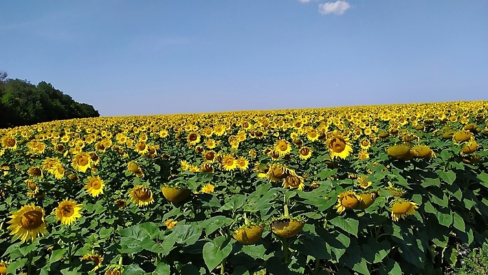 포토 JPG 해외이미지 식물 계절 꽃잎 꽃 백그라운드 잎 꽃무늬 밭 농업 오렌지 자연 하늘 해바라기 풍경 사람없음 야외 초록색 여름 파란색 컬러풀 햇빛 태양 노란색 정원 맑음 봄 활발 성장 벚꽃 시골 개화 닫기 유기농 장면 꽃가루 내추럴 해외포토 자연요소 웰빙 산업 컬러 컨셉 무늬 과일 모션 날씨 가루 생태계 파일형식 이미지허브