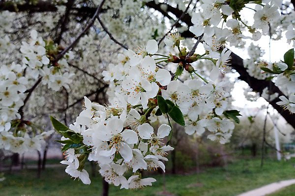 포토 JPG 해외이미지 나무 식물 디자인 계절 공원 꽃잎 꽃 분홍색 백그라운드 꽃무늬 자연 벽지 사람없음 야외 초록색 정원 맑음 봄 벚꽃 흰색 나뭇가지 신선 개화 체리 4월 원예 아로마 내추럴 블러 해외포토 공공시설 컬러 무늬 과일 날씨 취미 날짜 생태계 파일형식 이미지허브