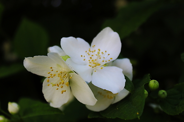 포토 JPG 해외이미지 식물 영어 꽃 백그라운드 꽃무늬 오렌지 사람없음 초록색 정원 벚꽃 흰색 나뭇가지 개화 달콤 포르투갈 원예 거짓 해외포토 나무 문자 유럽 컬러 무늬 과일 취미 맛 파일형식 이미지허브