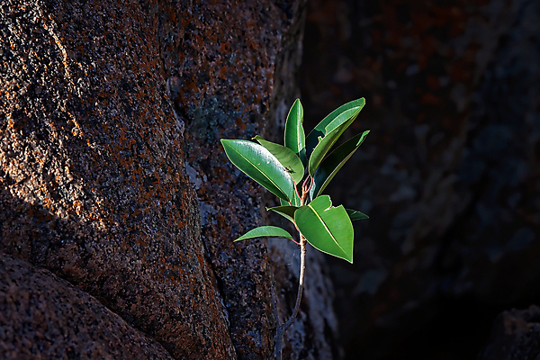 포토 JPG 해외이미지 나무 식물 공원 곤충 자연 새로움 사람없음 야외 초록색 빛 햇빛 태양 환경 시골 작음 발사 화산 북쪽 멀리 설정 오지 전국 현무암 해외포토 자연요소 동물 공공시설 컬러 컨셉 산 크기 방향 생태계 화산암 파일형식 이미지허브