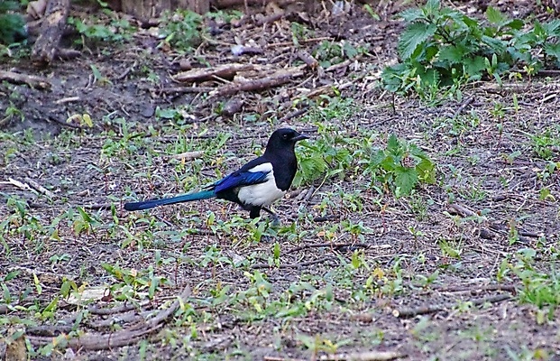 포토 JPG 해외이미지 동물 조류 사람없음 해외포토 파일형식 이미지허브
