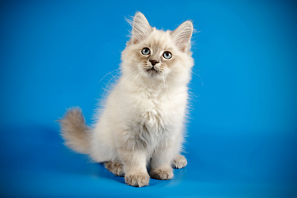 포토 JPG 해외이미지 한마리 사람없음 파란색 반려동물 고양이 네바마스커레이드 해외포토 동물 1 컬러 포유류 파일형식 이미지허브