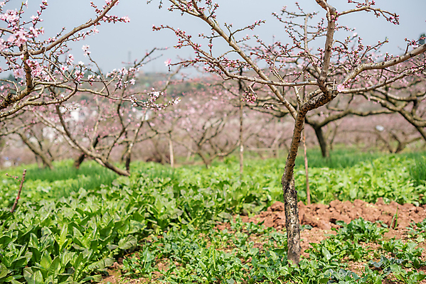 포토 JPG 해외이미지 나무 식물 전통 디자인 계절 꽃 아시아 문화 분홍색 밭 자연 휴가 산 동양인 사람없음 아웃포커스 장식 초록색 컬러풀 평화 축제 중국 봄 벚꽃 신선 화려 개화 우아함 달콤 복숭아 내추럴 해외포토 나라 컬러 컨셉 농업 과일 촬영기법 인종 맛 생태계 파일형식 이미지허브