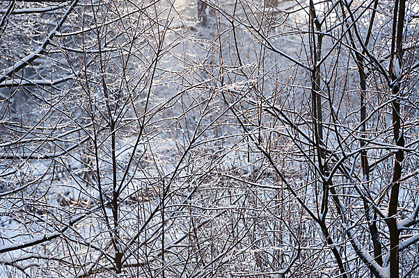 포토 JPG 해외이미지 나무 식물 계절 백그라운드 겨울 자연 날씨 추상 풍경 사람없음 야외 장식 물 햇빛 환경 냉동 얼음 침묵 추위 흰색 나뭇가지 시골 숲 시원함 12월 크리스탈 서리 장면 온도 눈보라 1월 내추럴 눈내림 해외포토 자연요소 컬러 무늬 눈_날씨 태양 소리 날짜 광석 생태계 파일형식 이미지허브