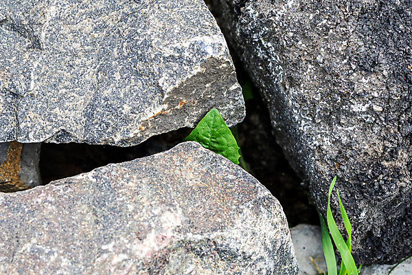포토 JPG 해외이미지 식물 자연 사람없음 초록색 힘 회색 민들레 내추럴 화강암 환상 해외포토 꽃 컬러 컨셉 암석 생태계 파일형식 이미지허브