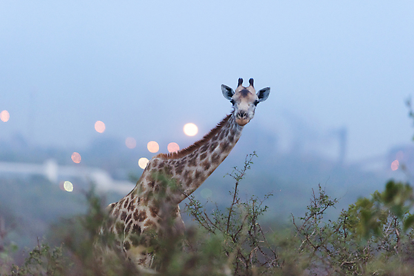포토 JPG 해외이미지 동물 커플 남자 야생동물 밭 포유류 가족 아프리카 자연 초식동물 뿔 국립공원 풍경 사람없음 여름 환경 군중 큼 방목 기린 사파리 지역 목 케냐 서식지 내추럴 마사이족 사바나 세렝게티 탄자니아 평야 반추동물 해외포토 계절 공원 나라 농업 관계 사람 신체부위 축산업 크기 생태계 파일형식 이미지허브