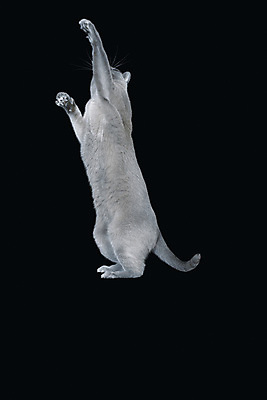 포토 JPG 해외이미지 동물 응시 새끼 백그라운드 2 장난 놀이 털 서기 앉기 동양인 사람없음 옆모습 초록색 파란색 반려동물 갈색 귀여움 초콜릿 회색 흰색 달콤 작음 모피 고립 기르기 러시아인 유래 버미즈 해외포토 서양인 시선 뷰포인트 컬러 컨셉 모션 디저트 인종 고양이 맛 크기 돌봄 파일형식 이미지허브