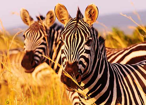 포토 JPG 해외이미지 주간 응시 야생동물 두마리 초식동물 사람없음 야외 아웃포커스 얼룩말 해외포토 자연요소 동물 시선 2 촬영기법 말_동물 파일형식 이미지허브