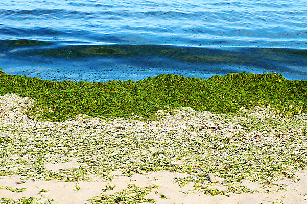 포토 JPG 해외이미지 바다 여행 백그라운드 자연 하늘 표면 추상 노르웨이 풍경 사람없음 야외 초록색 물 여름 파란색 햇빛 환경 해조류 오브젝트 질감 드론 생태학 해외포토 자연요소 계절 교육 유럽 컬러 무늬 태양 해양식물 생태계 파일형식 이미지허브