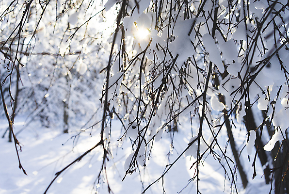 포토 JPG 해외이미지 나무 계절 공원 백그라운드 크리스마스 겨울 자연 하늘 날씨 풍경 사람없음 야외 목재 가로 파란색 빛 햇빛 태양 일출 맑음 얼음 일몰 추위 흰색 신선 숲 서리 장면 자작나무 내추럴 눈내림 해외포토 자연요소 식물 공공시설 기념일 컬러 재료 눈_날씨 노을 생태계 파일형식 이미지허브