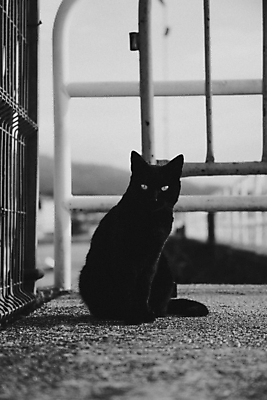 포토 JPG 해외이미지 동물 응시 음식 창문 포유류 낚시 거리 털 3 사람없음 야외 마을 고양이 흰색 도시 그룹 캔 쓰레기 먹기 호기심 문제 통과 노숙자 생존 동정 파리(프랑스) 해외포토 시선 감정 컬러 컨셉 모션 레저 반려동물 파일형식 이미지허브