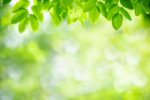 포토 JPG 해외이미지 나무 식물 계절 백그라운드 컨셉 잎 패턴 자연 벽지 추상 잔디 사람없음 초록색 여름 빛 컬러풀 햇빛 태양 우주 환경 정원 맑음 봄 성장 신선 숲 질감 보케 부드러움 내추럴 블러 생태학 지구의날 카피스페이스 그리너리 효과 해외포토 자연요소 교육 기념일 컬러 무늬 날씨 공백 감각 생태계 파일형식 트랜드컬러 이미지허브