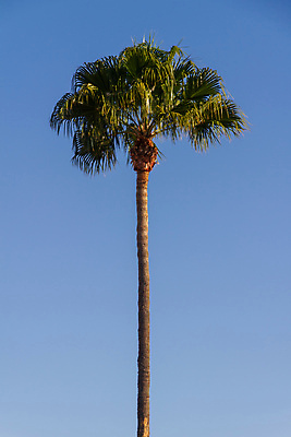 포토 JPG 해외이미지 나무 식물 공원 유럽 모래 섬 여행 백그라운드 잎 아프리카 자연 하늘 휴가 손바닥 풍경 사람없음 야외 목재 초록색 여름 파란색 빛 태양 맑음 스페인 내추럴 이국적 해외포토 자연요소 손 계절 공공시설 나라 컬러 재료 날씨 생태계 파일형식 이미지허브