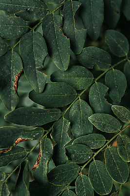 포토 JPG 해외이미지 백그라운드 잎 자연 사람없음 초록색 해외포토 식물 컬러 생태계 파일형식 이미지허브