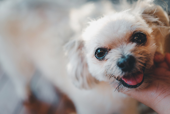 포토 JPG 해외이미지 한마리 손 응시 실내 아웃포커스 신체부위 귀여움 강아지 애견미용 애견미용사 믹스견 해외포토 1 시선 컨셉 촬영기법 사람 내부 반려동물 뷰티 개 미용사 파일형식 이미지허브
