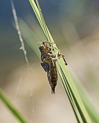 포토 JPG 해외이미지 식물 동물 야생동물 줄기 곤충 밭 절지류 자연 서기 사람없음 야외 환경 정원 시골 고독 묘사 메뚜기 내추럴 동물상 해외포토 감정 농업 모션 조형물 생태계 파일형식 이미지허브
