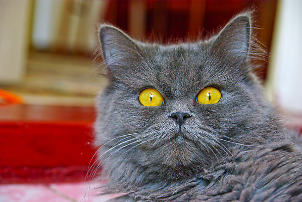 포토 JPG 해외이미지 동물 시선 백그라운드 포옹 털 미술 사람없음 파란색 노란색 머리카락 머리 디지털 검은색 고양이 할로윈 회색 코트 흰색 표현 닫기 눈동자 모피 호기심 흰배경 귀 조심 나쁜 그런지 기르기 주목 집게발 해외포토 감정 컬러 컨셉 포유류 안기 모션 문화예술 신체부위 반려동물 외투 눈_신체부위 돌봄 파일형식 이미지허브