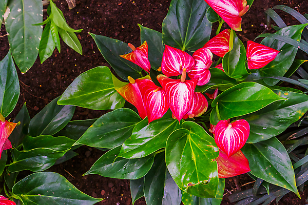 포토 JPG 해외이미지 식물 꽃 화초 분홍색 백그라운드 잎 자연 종류 사람없음 장식 빨간색 컬러풀 평화 정원 미국 활발 개화 플라밍고 원예 꼬리 강렬 영원 이국적 인기 세련 해외포토 컬러 컨셉 북아메리카 조류 취미 생태계 파일형식 이미지허브