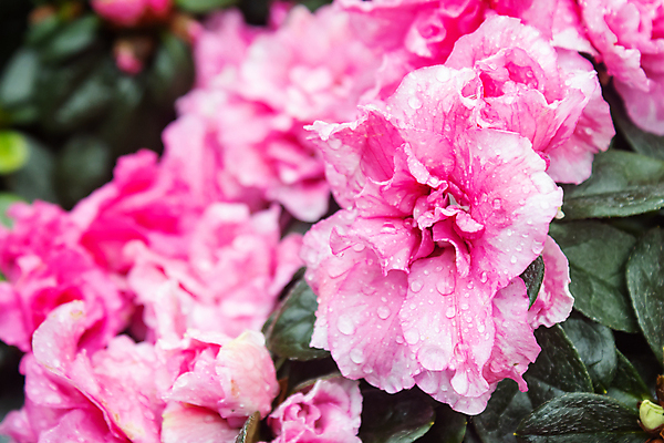 포토 JPG 해외이미지 식물 디자인 꽃잎 꽃 분홍색 꽃다발 잎 꽃무늬 패턴 자연 휴식 사람없음 장식 초록색 여름 컬러풀 귀여움 정원 보라색 봄 벚꽃 가을 흰색 나뭇가지 신선 닫기 달콤 진달래 제비꽃 내추럴 해외포토 나무 계절 컬러 컨셉 무늬 모션 맛 생태계 파일형식 이미지허브