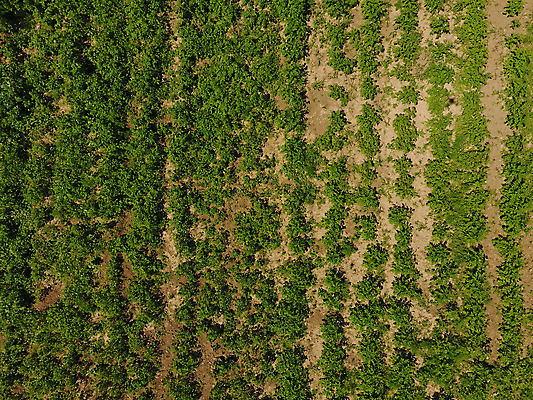 포토 JPG 해외이미지 식물 산업 지구 백그라운드 밭 농업 자연 조류 새로움 감자 안테나 옥수수 풍경 사람없음 초록색 농작물 농장 농경지 마을 정원 수확 신선 농부 시리얼 만취 유기농 에메랄드 장면 묘목 밭일 줄서기 표준 해외포토 나무 동물 직업 웰빙 음식 컬러 컨셉 채소 통신 모션 곡류 보석 생태계 술취함 파일형식 이미지허브