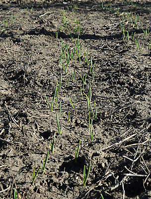 포토 JPG 해외이미지 줄기 이동 잎 양파 사람없음 새싹 봄 성장 침대 수분 수선화 해외포토 식물 계절 꽃 가구 컨셉 채소 파일형식 이미지허브