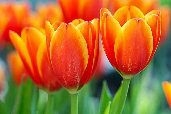 포토 JPG 해외이미지 식물 디자인 배너 공원 꽃 줄기 분홍색 꽃다발 백그라운드 꽃무늬 패턴 비즈니스 자연 하늘 풍경 사람없음 빨간색 초록색 여름 파란색 세트 컬러풀 햇빛 노란색 정원 보라색 봄 활발 튤립 성장 벚꽃 흰색 닫기 5월 엽서 문학 5 내추럴 해외포토 계절 공공시설 컬러 컨셉 무늬 모션 태양 숫자 날짜 편지 생태계 파일형식 이미지허브