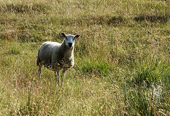 포토 JPG 해외이미지 동물 야생동물 백그라운드 밭 농업 포유류 자연 하늘 풍경 사람없음 야외 초록색 여름 빛 농장 농경지 가축 봄 흰색 시골 양 양고기 내추럴 양모 밭일 해외포토 계절 산업 컬러 육류 직물 생태계 파일형식 이미지허브