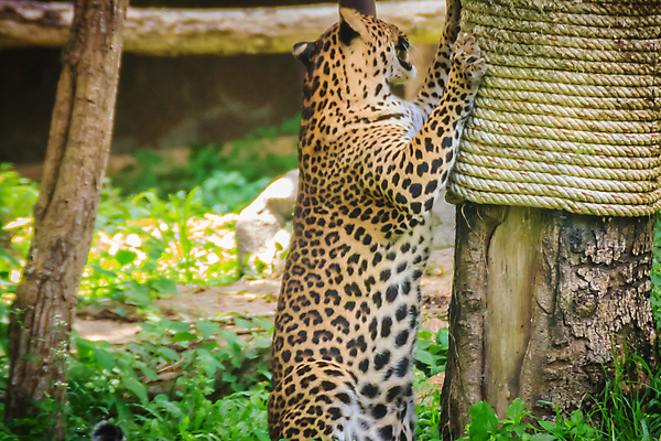 포토 JPG 해외이미지 주간 나무 한마리 야생동물 아프리카 자연 동물원 사람없음 야외 아웃포커스 맹수 스크래치 표범 포효 긁기 해외포토 자연요소 식물 동물 1 나라 포유류 모션 촬영기법 외침 생태계 파일형식 이미지허브