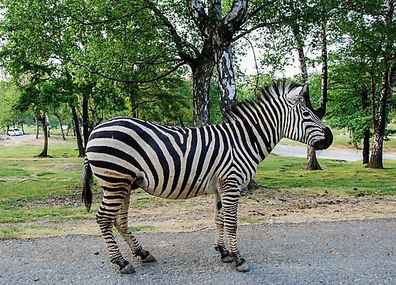 포토 JPG 해외이미지 동물 공원 야생동물 여행 포유류 아프리카 자연 사람없음 야외 옆모습 머리 검은색 흰색 우아함 사파리 얼룩말 고립 초식 해외포토 공공시설 나라 뷰포인트 컬러 컨셉 신체부위 말_동물 생태계 파일형식 이미지허브