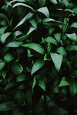 포토 JPG 해외이미지 백그라운드 잎 자연 사람없음 초록색 해외포토 식물 컬러 생태계 파일형식 이미지허브