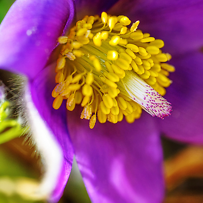 포토 JPG 해외이미지 꽃 야생동물 백그라운드 자연 사람없음 야외 빨간색 노란색 귀여움 봄 내추럴 해외포토 식물 동물 계절 컬러 컨셉 생태계 파일형식 이미지허브