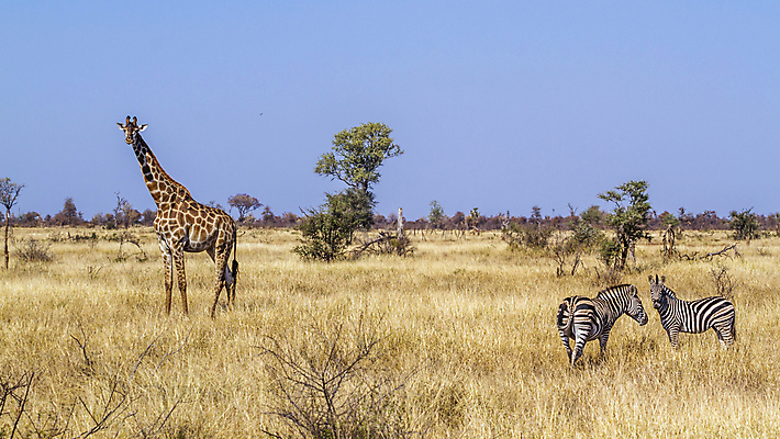 포토 JPG 해외이미지 동물 야생동물 포유류 아프리카 자연 파노라마 국립공원 3 풍경 사람없음 관광지 황무지 보호 기린 사파리 얼룩말 서식지 남아프리카 보츠와나 보호구역 사바나 해외포토 멸종위기종 공원 나라 여행 컨셉 촬영기법 말_동물 생태계 구역 파일형식 이미지허브