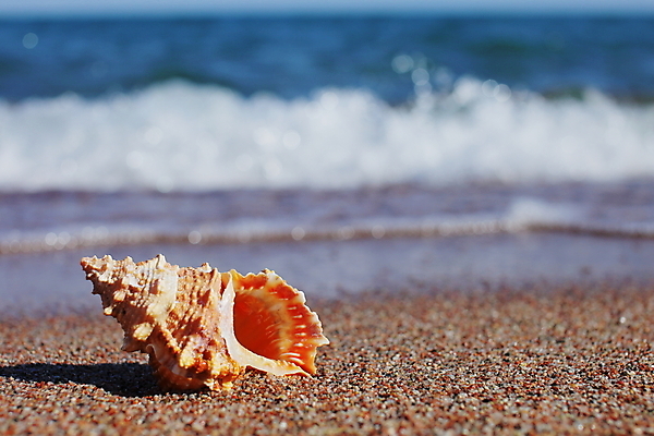 포토 JPG 해외이미지 주간 모래 불가사리 해변 사람없음 야외 여름 소라 해외포토 자연요소 계절 바다 어패류 극피동물 파일형식 이미지허브