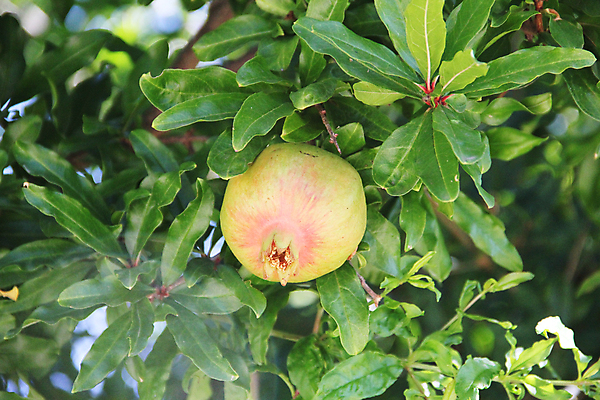 포토 JPG 해외이미지 나무 식물 전통 음식 백그라운드 잎 농업 다이어트 과일 자연 디저트 건강 사람없음 야외 빨간색 초록색 빛 컬러풀 정원 맑음 주스 활발 나뭇가지 신선 뜨거움 원형 닫기 달콤 맛 먹기 가득함 유기농 날것 석류 숙성 이국적 채식주의자 해외포토 도형 웰빙 산업 음료 컬러 컨셉 모션 날씨 생태계 채식 파일형식 이미지허브