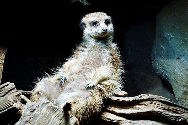 포토 JPG 해외이미지 동물 응시 공원 얼굴 야생동물 포유류 아프리카 자연 생물 털 동물원 서기 경비 앉기 사람없음 갈색 머리 사막 관찰 입 황무지 작음 사파리 싱글 주둥이 남쪽 경보 남아프리카 미어캣 생태학 해외포토 시선 공공시설 교육 나라 컬러 모션 안전 신체부위 보호 크기 방향 생태계 파일형식 이미지허브