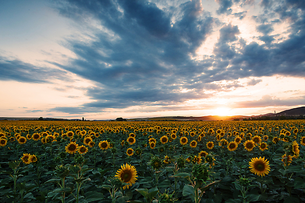 포토 JPG 해외이미지 식물 구름 계절 꽃 백그라운드 잎 밭 농업 자연 하늘 해바라기 풍경 사람없음 야외 초록색 여름 빛 컬러풀 햇빛 태양 노란색 맑음 일몰 새벽 활발 벚꽃 가을 시골 개화 황금 저녁 장면 마법 천국 내추럴 밭일 환상 수평선 해외포토 자연요소 산업 컬러 컨셉 날씨 노을 야간 생태계 파일형식 이미지허브