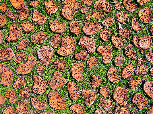 포토 JPG 해외이미지 건조 사람없음 마을 버섯 시골 숲 무역 캄보디아 내추럴 곰팡이 해외포토 산업 아시아 파일형식 이미지허브