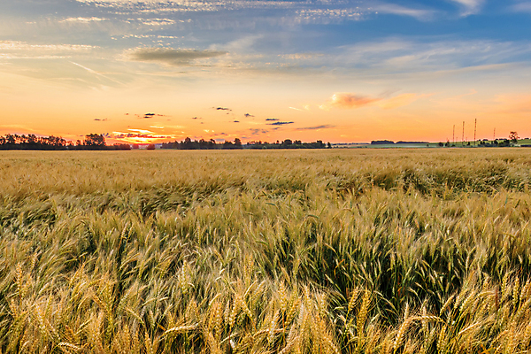 포토 JPG 해외이미지 식물 구름 계절 음식 백그라운드 밭 농업 자연 하늘 씨앗 풍경 사람없음 초록색 여름 울타리 햇빛 태양 농장 농경지 노란색 일출 맑음 일몰 새벽 수확 성장 시골 황금 낟알 시리얼 밀 장면 내추럴 호밀 수평선 해외포토 자연요소 산업 컬러 날씨 곡류 담장 노을 생태계 파일형식 이미지허브